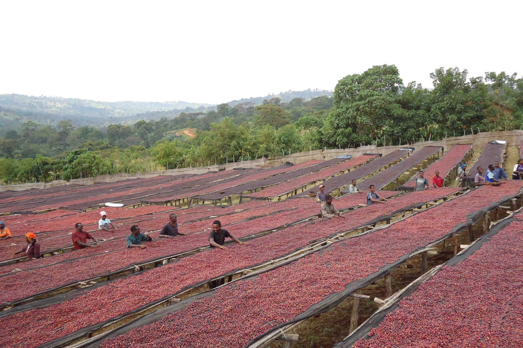 coffee harvest