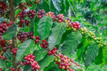 ethiopian coffee