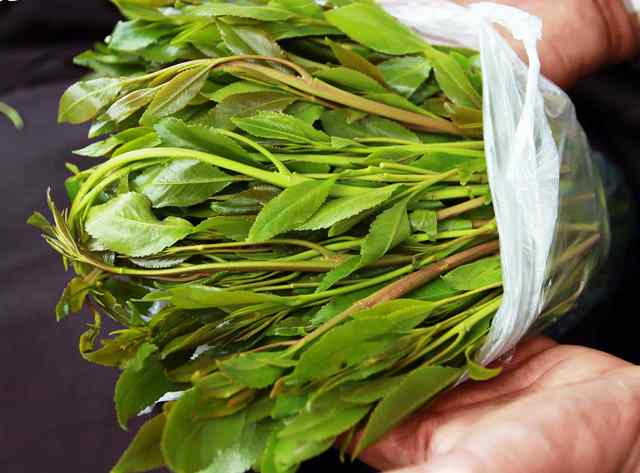 Oromia to unveil ETB 1.2 billion khat trading centers in coming weeks.